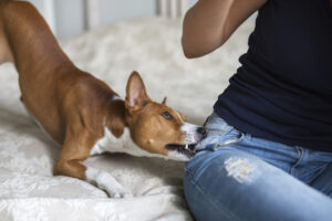 How Can Norden Leacox Accident & Injury Law Help With a Dog Bite Injury Claim in Melbourne?